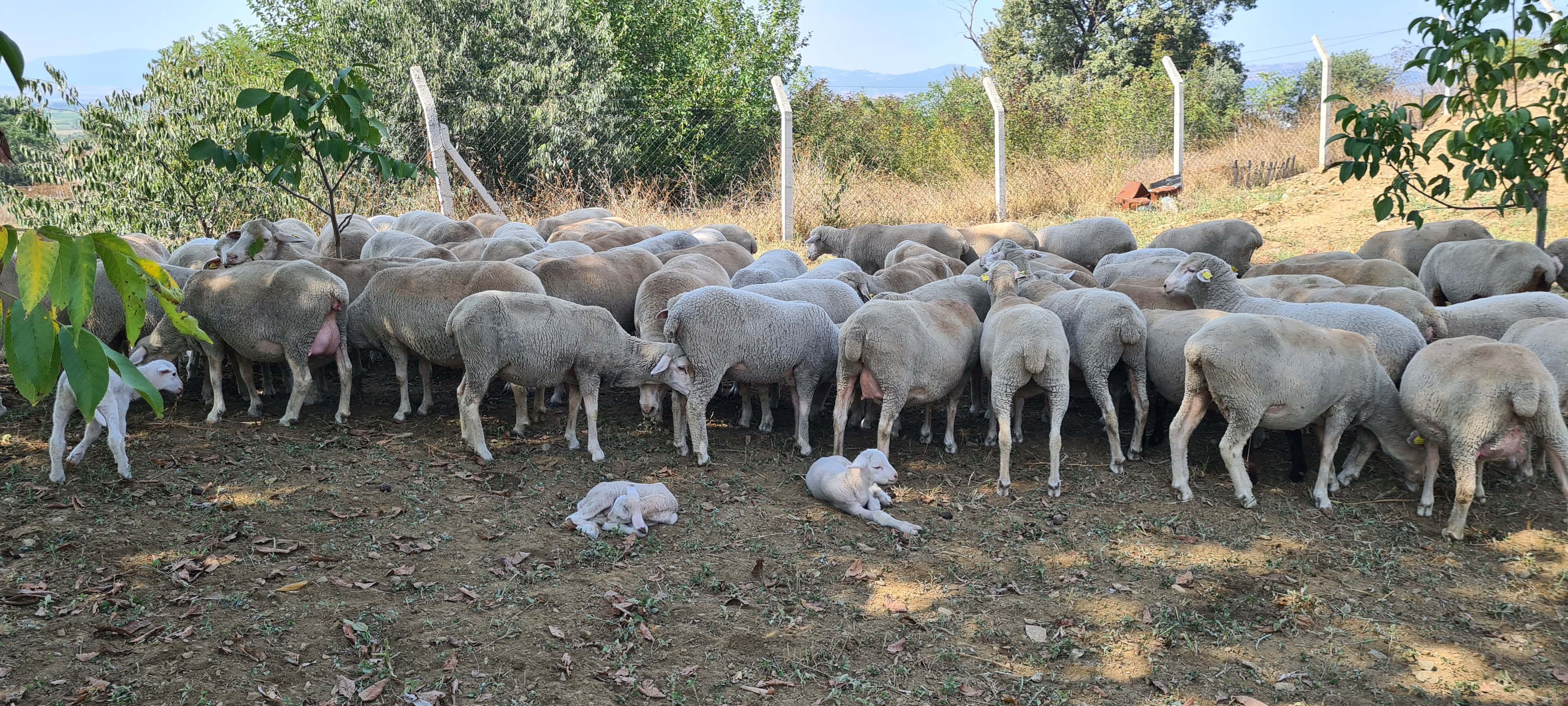 KOYUN-KEÇİ  YAYLIM ALANLARI  NEDİR? NERELERDİR KOYUN-KEÇİ  YAYLIM ALANLARI  NEDİR? NERELERDİR